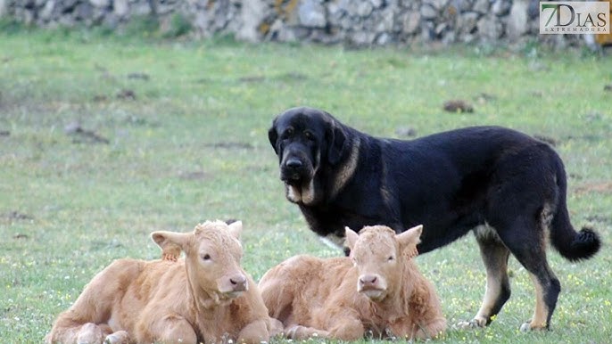 Criadores de toda España se darán cita este sábado en el Concurso Monográfico de Mastín Español de Barcarrota Criadores de toda España se darán cita este sábado en el Concurso Monográfico de Mastín Español de Barcarrota