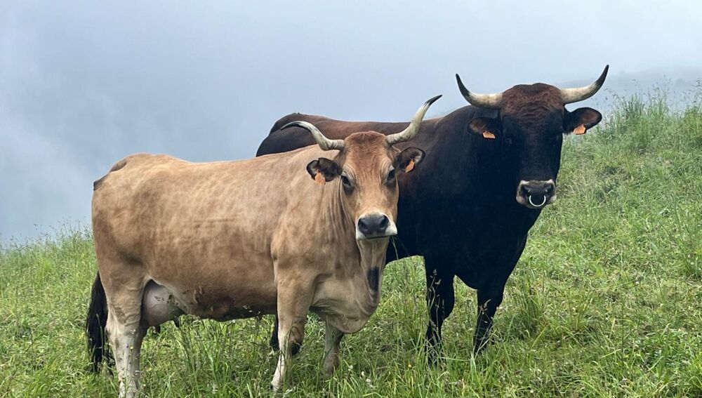 Ejemplares de la ganadería de María José Menéndez Navia