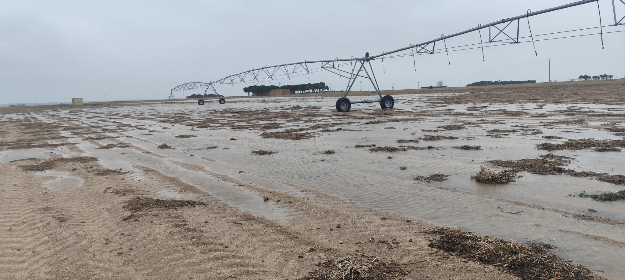 Agricultura publica una primera relación de 876 beneficiarios de las ayudas para daños por borrascas Agricultura publica una primera relación de 876 beneficiarios de las ayudas para daños por borrascas