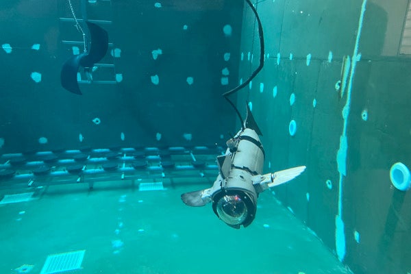 El CIRTESU de l'UJI crea un prototip experimental de peix robòtic modular per al seu ús en aqüicultura que redueix l'estrès dels peixos El CIRTESU de l'UJI crea un prototip experimental de peix robòtic modular per al seu ús en aqüicultura que redueix l'estrès dels peixos