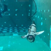 El CIRTESU de l'UJI crea un prototip experimental de peix robòtic modular per al seu ús en aqüicultura que redueix l'estrès dels peixos