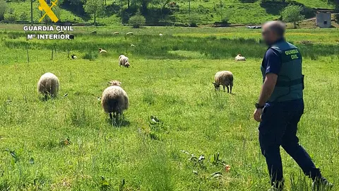 Fotografía de efectivo del SEPRONA durante una inspección Fotografía de efectivo del SEPRONA durante una inspección