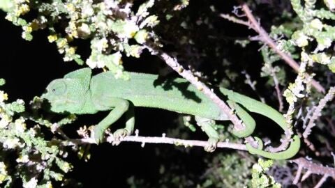 Un camale&oacute;n en Puerto Real
