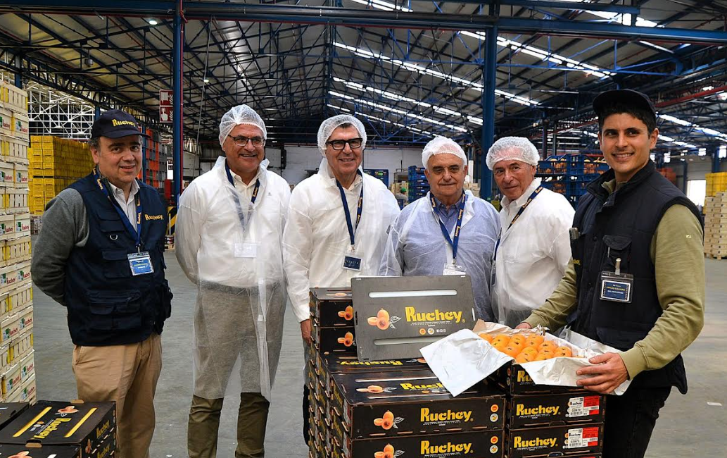 El níspero de Callosa refuerza su proyección internacional con una campaña que apunta a los 10 millones de kilos El níspero de Callosa refuerza su proyección internacional con una campaña que apunta a los 10 millones de kilos