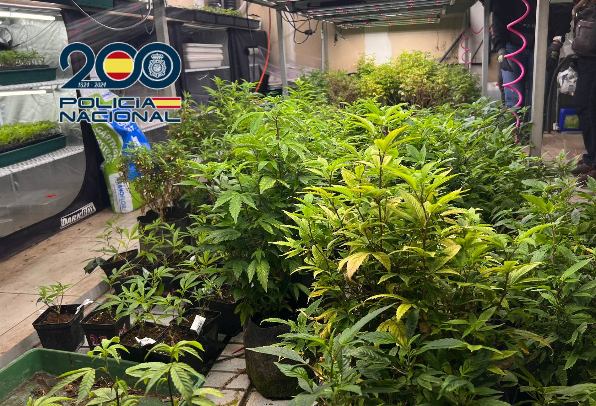 La Policía Nacional desmantela en Elda plantaciones de marihuana en dos viviendas en una operación con cuatro detenidos La Policía Nacional desmantela en Elda plantaciones de marihuana en dos viviendas en una operación con cuatro detenidos