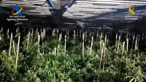 Más de 2.700 plantas de marihuana en Osuna y 12 detenidos Más de 2.700 plantas de marihuana en Osuna y 12 detenidos