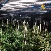 Más de 2.700 plantas de marihuana en Osuna y 12 detenidos