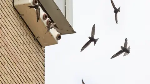 Unos 800 nidos de vencejos han sido destruidos en las últimas semanas en Extremadura Unos 800 nidos de vencejos han sido destruidos en las últimas semanas en Extremadura