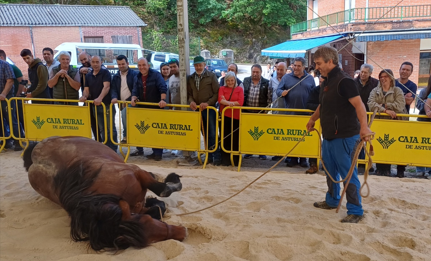 Un total de 62 ganaderías tomaron parte en el VII Concurso-Exposición del Caballo de Cangas de Onís, celebrado este fin de semana Un total de 62 ganaderías tomaron parte en el VII Concurso-Exposición del Caballo de Cangas de Onís, celebrado este fin de semana