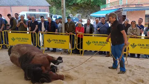 Un total de 62 ganaderías tomaron parte en el VII Concurso-Exposición del Caballo Un total de 62 ganaderías tomaron parte en el VII Concurso-Exposición del Caballo