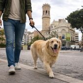 El Ayuntamiento de Burriana implanta un censo canino con ADN para mejorar la limpieza y la protección animal