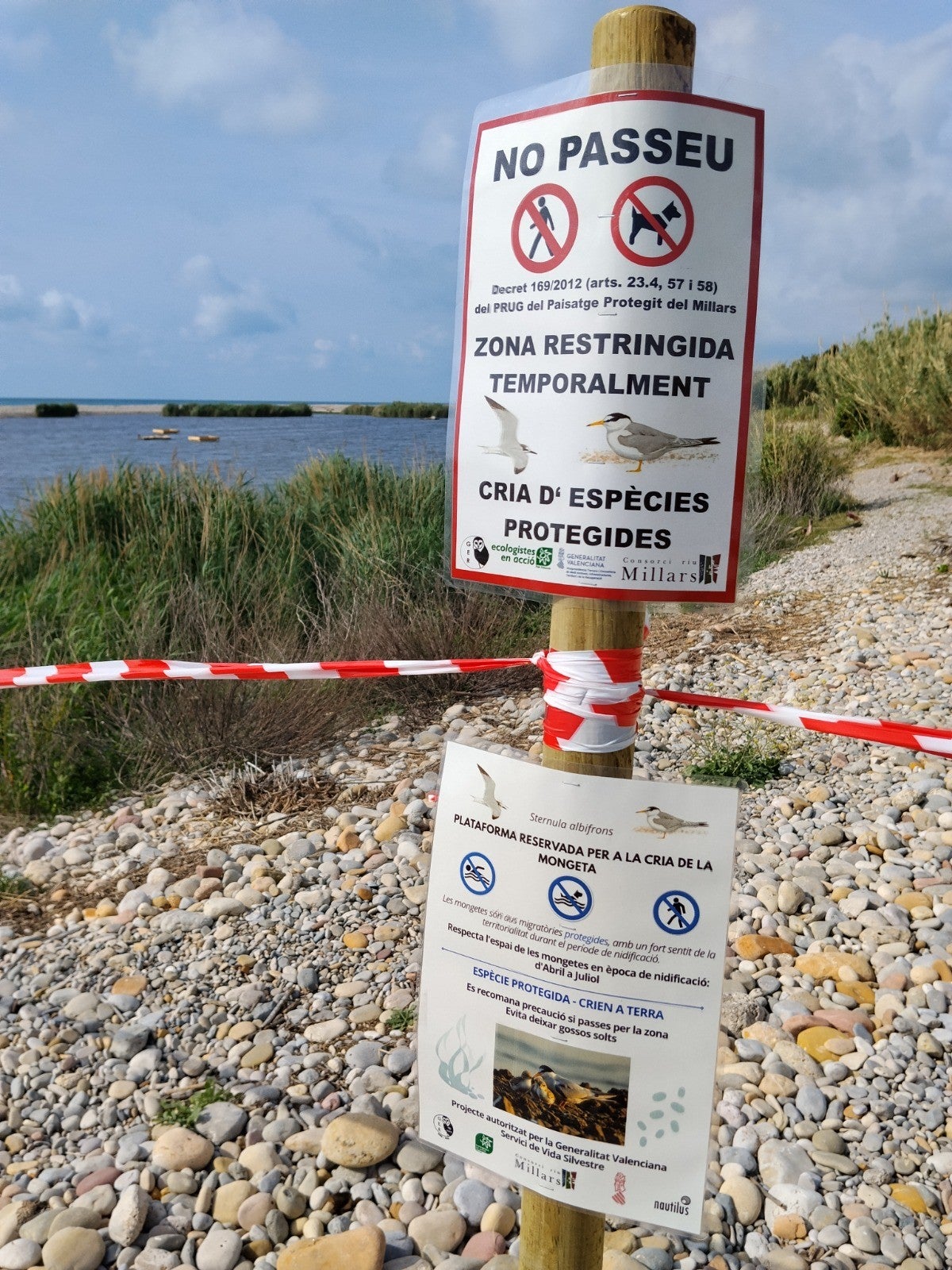 Prohíben el acceso a la playa desde la desembocadura del Millars por la cría del charrancito Prohíben el acceso a la playa desde la desembocadura del Millars por la cría del charrancito