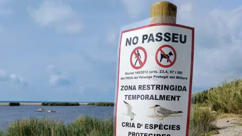 Limitan el acceso a la playa desde la desembocadura del Millars por la cría del charrancito Limitan el acceso a la playa desde la desembocadura del Millars por la cría del charrancito