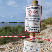 Limitan el acceso a la playa desde la desembocadura del Millars por la cría del charrancito