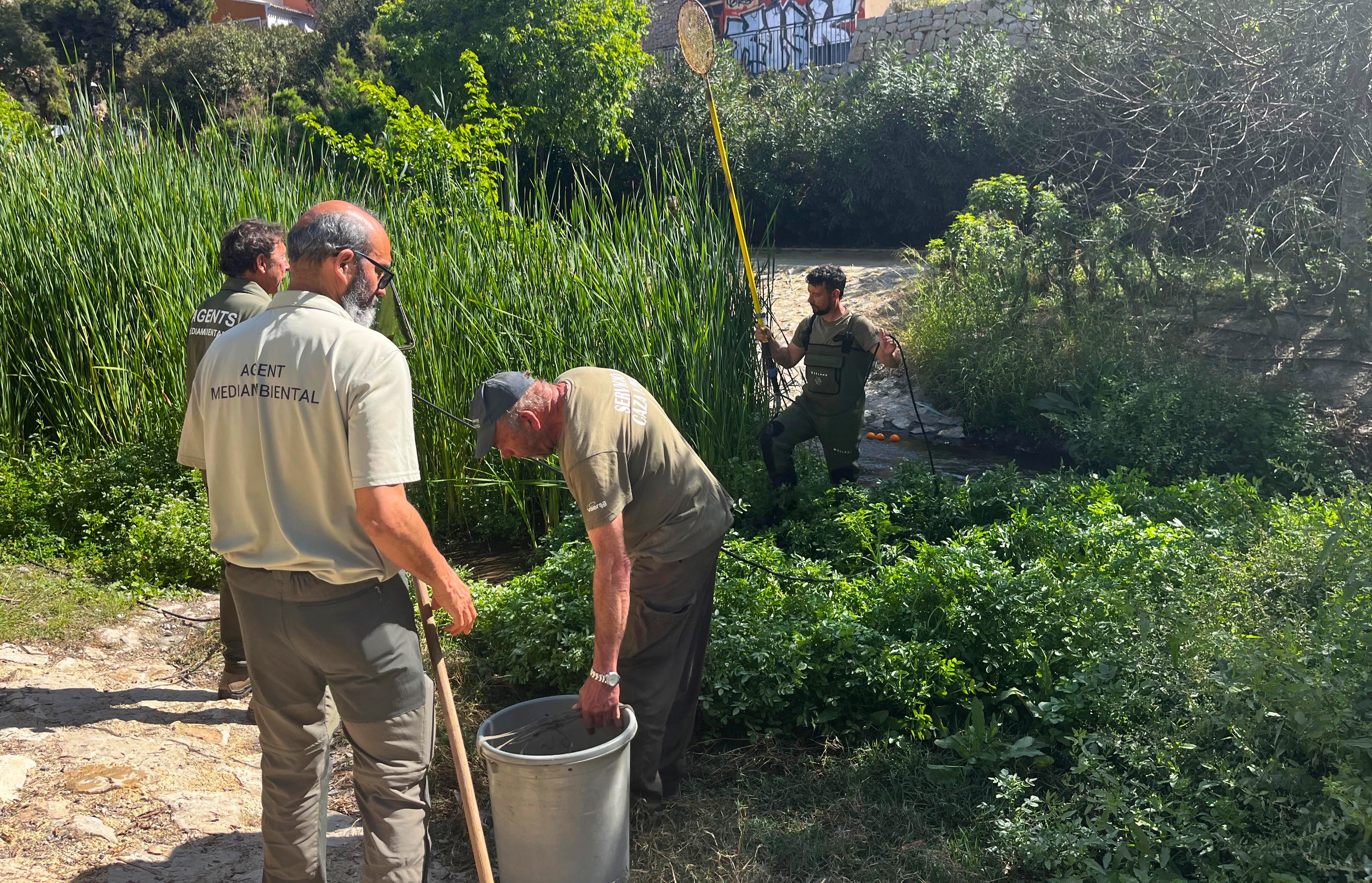 La Conselleria intensifica el control de la fauna y la calidad del agua en el río Amadorio de Villajoyosa La Conselleria intensifica el control de la fauna y la calidad del agua en el río Amadorio de Villajoyosa