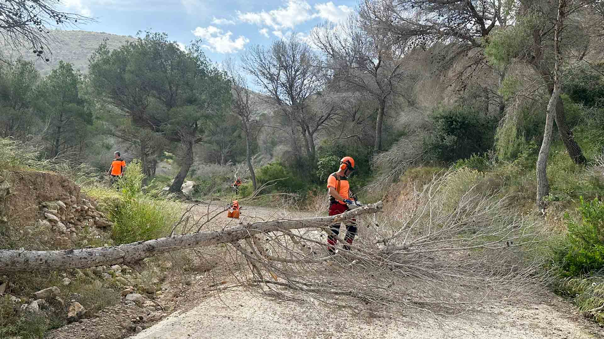 La Generalitat extiende al término municipal de Benidorm la retirada de pinos secos en el Parque Natural de Serra Gelada La Generalitat extiende al término municipal de Benidorm la retirada de pinos secos en el Parque Natural de Serra Gelada