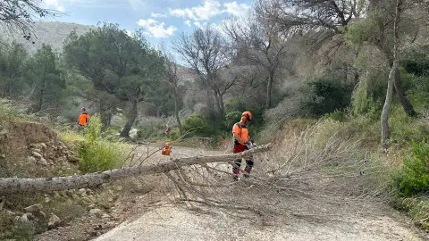 La Generalitat extiende al término municipal de Benidorm la retirada de pinos secos en el Parque Natural de Serra Gelada La Generalitat extiende al término municipal de Benidorm la retirada de pinos secos en el Parque Natural de Serra Gelada