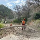 La Generalitat extiende al término municipal de Benidorm la retirada de pinos secos en el Parque Natural de Serra Gelada