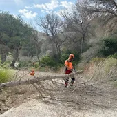 La Generalitat extiende al término municipal de Benidorm la retirada de pinos secos en el Parque Natural de Serra Gelada La Generalitat extiende al término municipal de Benidorm la retirada de pinos secos en el Parque Natural de Serra Gelada