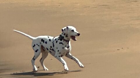 Un perro sobre arena de playa. 