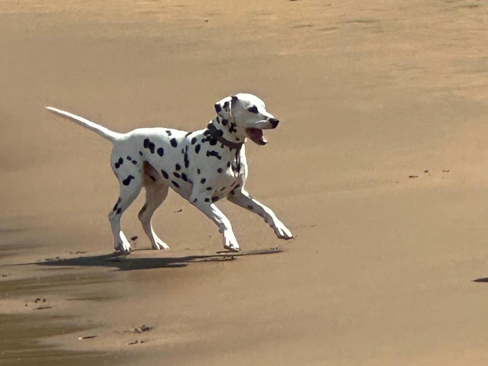 Un perro sobre arena de playa. Un perro sobre arena de playa.