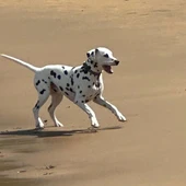 Un perro sobre arena de playa. Un perro sobre arena de playa.