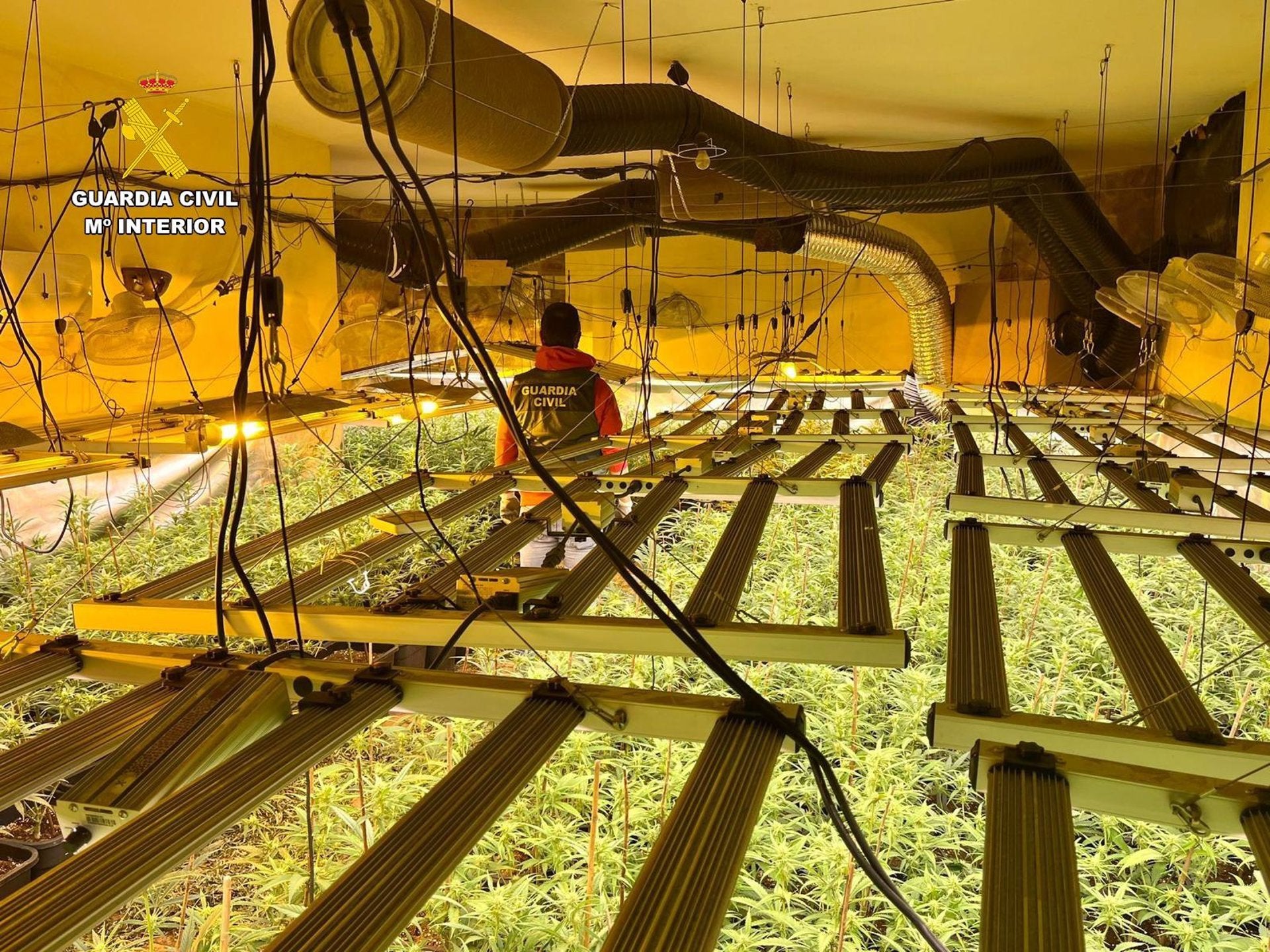 Desmantelan tres puntos de cultivo de marihuana en Cúllar Vega y Las Gabias con más de 1.100 plantas Desmantelan tres puntos de cultivo de marihuana en Cúllar Vega y Las Gabias con más de 1.100 plantas