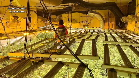 Desmantelan tres puntos de cultivo de marihuana en Cúllar Vega y Las Gabias con más de 1.100 plantas Desmantelan tres puntos de cultivo de marihuana en Cúllar Vega y Las Gabias con más de 1.100 plantas