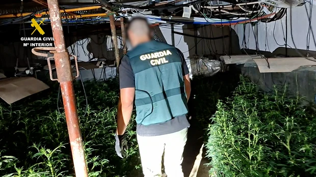 Desmantelada una plantación de marihuana con más de 700 plantas en Almazora