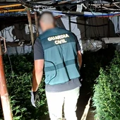 Desmantelada una plantación de marihuana con más de 700 plantas en Almazora Desmantelada una plantación de marihuana con más de 700 plantas en Almazora