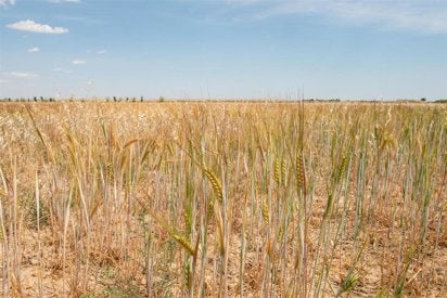 Capellán anuncia ayudas de más de 1.000 euros a agricultores para compensar la subida de costes Capellán anuncia ayudas de más de 1.000 euros a agricultores para compensar la subida de costes