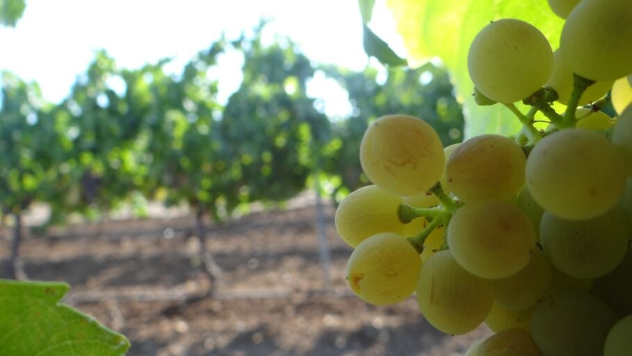 Tierra de Vinos