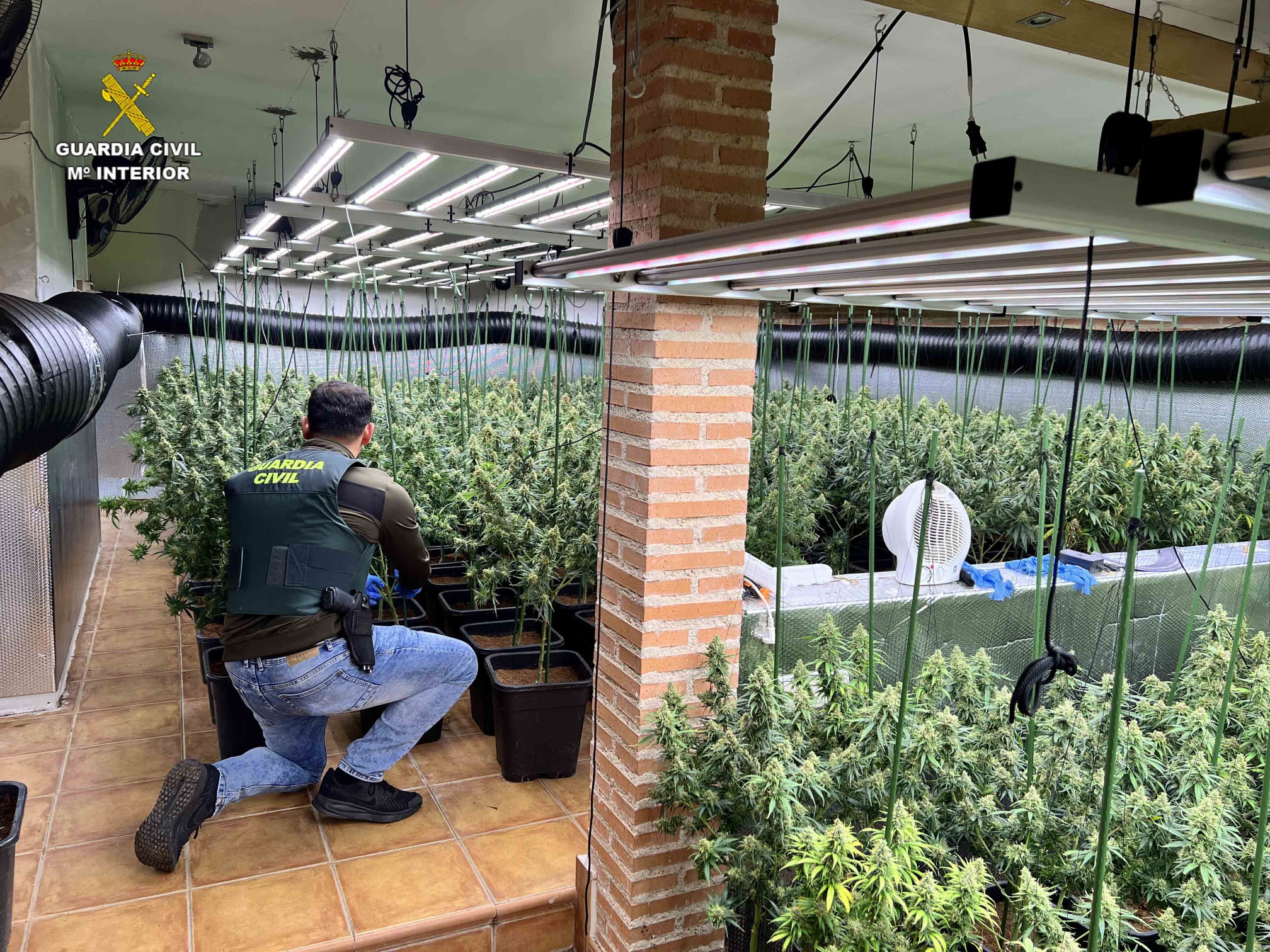 La Guardia Civil de Guadalajara desmantela una plantación de marihuana "indoor" en Uceda La Guardia Civil de Guadalajara desmantela una plantación de marihuana "indoor" en Uceda