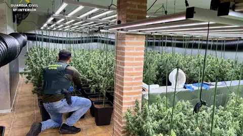La Guardia Civil de Guadalajara desmantela una plantación de marihuana "indoor" en Uceda La Guardia Civil de Guadalajara desmantela una plantación de marihuana "indoor" en Uceda