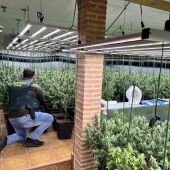 La Guardia Civil de Guadalajara desmantela una plantación de marihuana "indoor" en Uceda