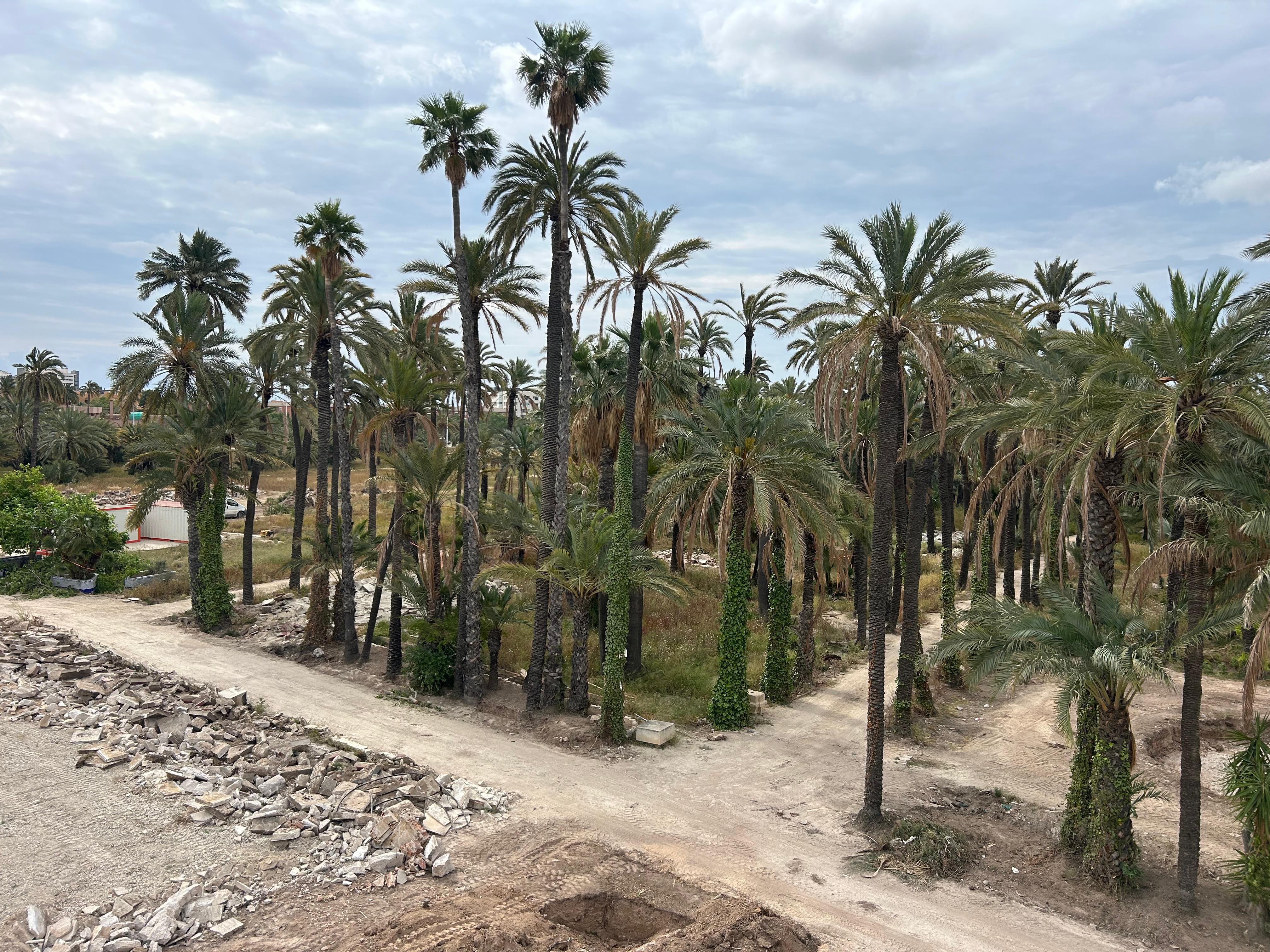 Elche pone en marcha la recuperación integral de l’Hort del Gat Elche pone en marcha la recuperación integral de l’Hort del Gat