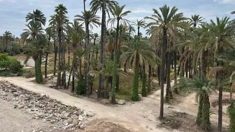 Elche ha puesto en marcha los trabajos de recuperación integral de l’Hort del Gat. Elche ha puesto en marcha los trabajos de recuperación integral de l’Hort del Gat.
