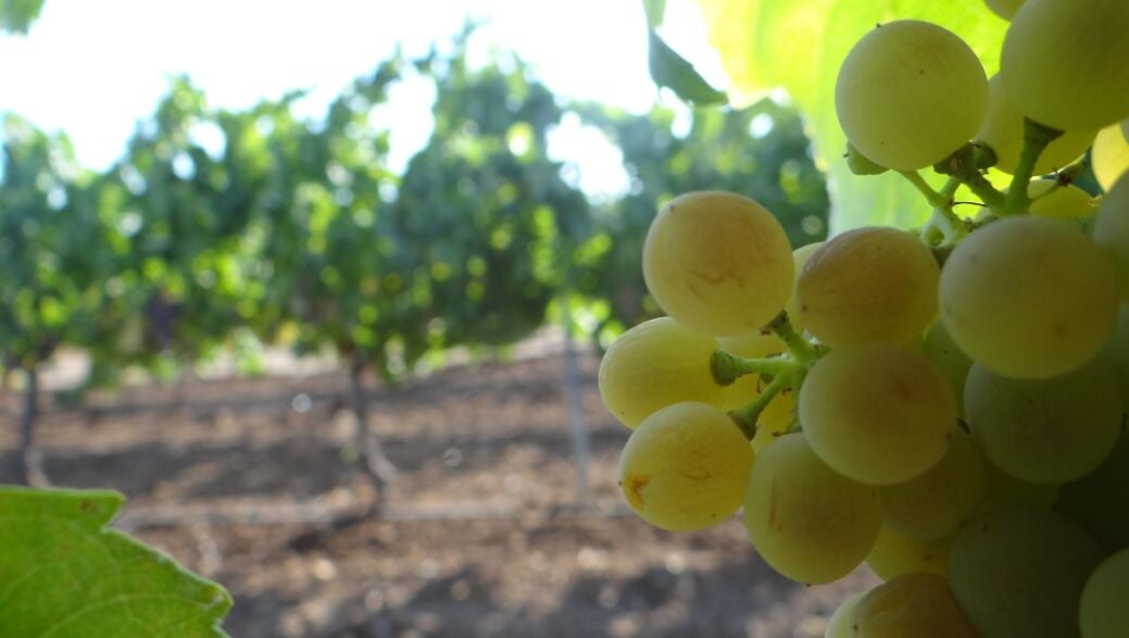 Tierra de Vinos 