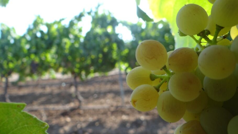 Tierra de Vinos 