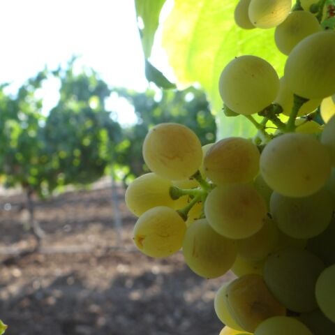 Tierra de Vinos 