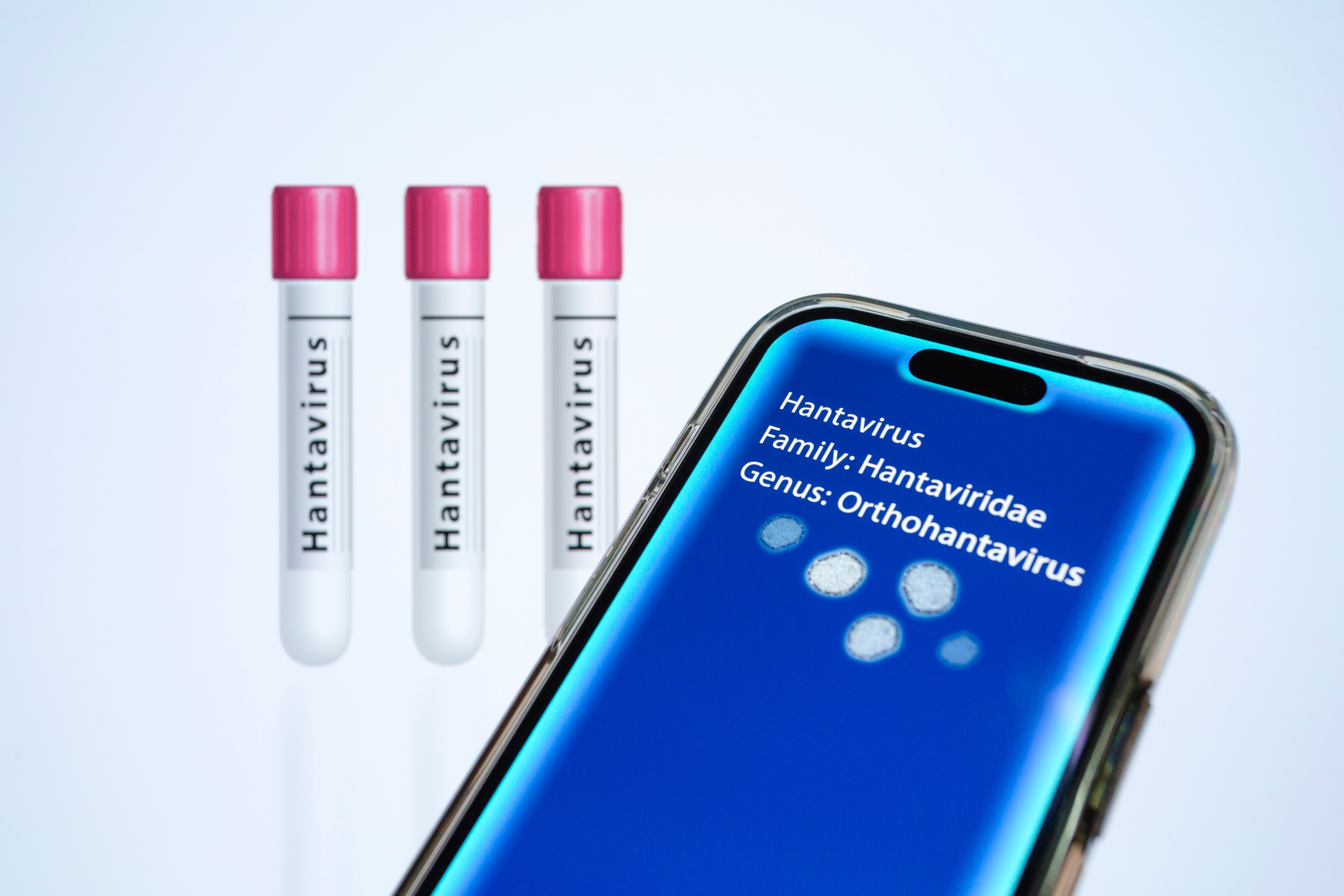 La OMS aclara cómo se transmite el hantavirus y qué se entiende por contacto estrecho: "Estar prácticamente cara a cara" La OMS aclara cómo se transmite el hantavirus y qué se entiende por contacto estrecho: "Estar prácticamente cara a cara"