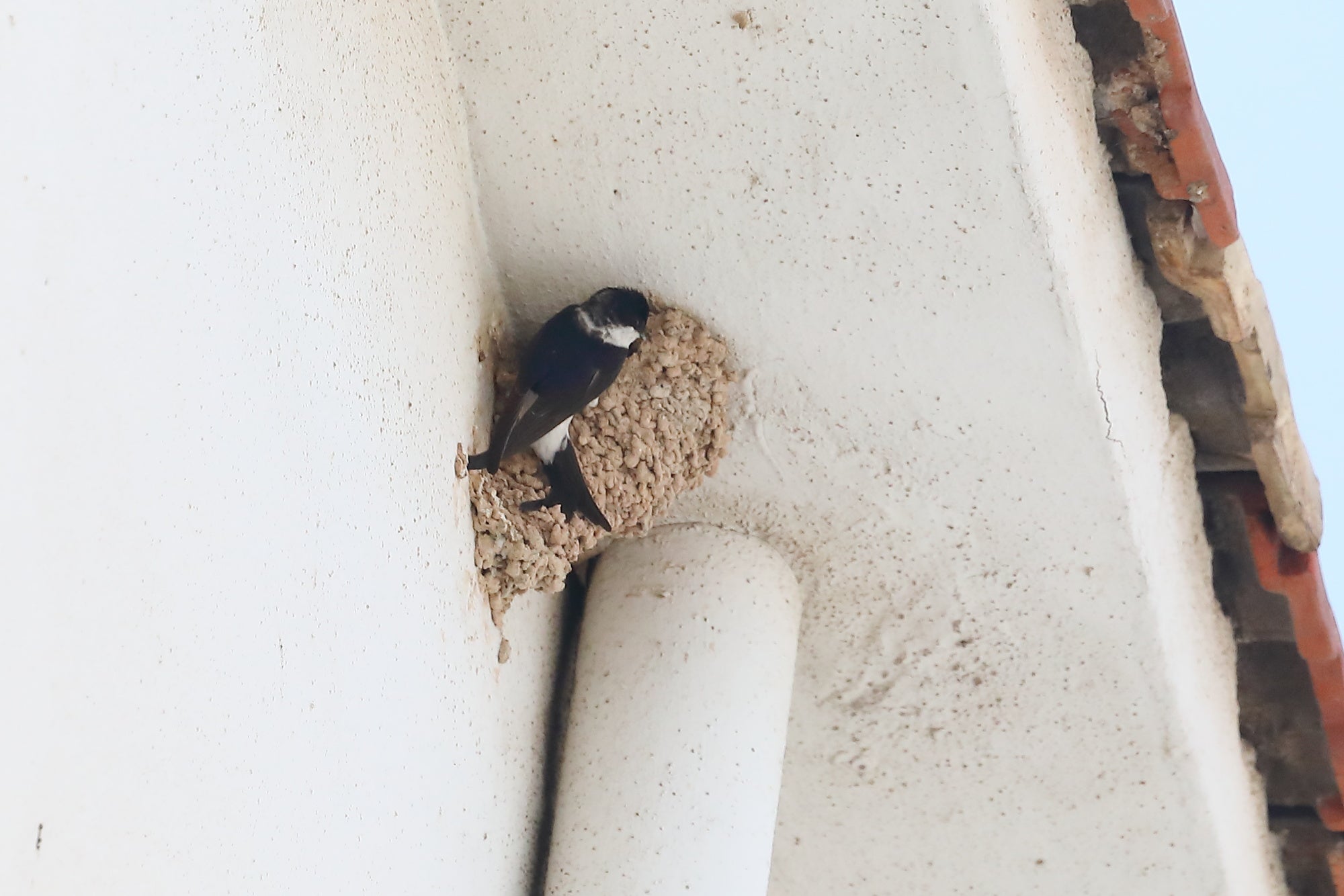 AHSA alerta del impacto en Elche sobre aves protegidas de las obras de rehabilitación de los barrios de San Antón y Porfirio Pascual AHSA alerta del impacto en Elche sobre aves protegidas de las obras de rehabilitación de los barrios de San Antón y Porfirio Pascual