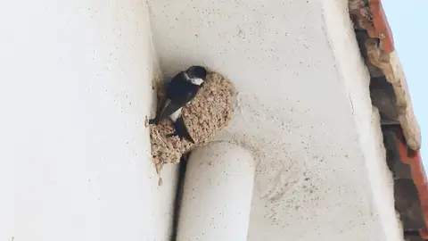 Nido en la fachada de un edificio. Nido en la fachada de un edificio.