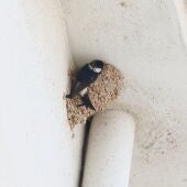 Nido en la fachada de un edificio.