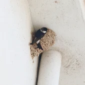 Nido en la fachada de un edificio. Nido en la fachada de un edificio.