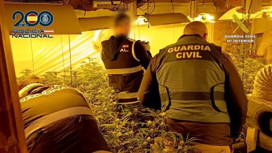Interior de una de las plantaciones de marihuana
