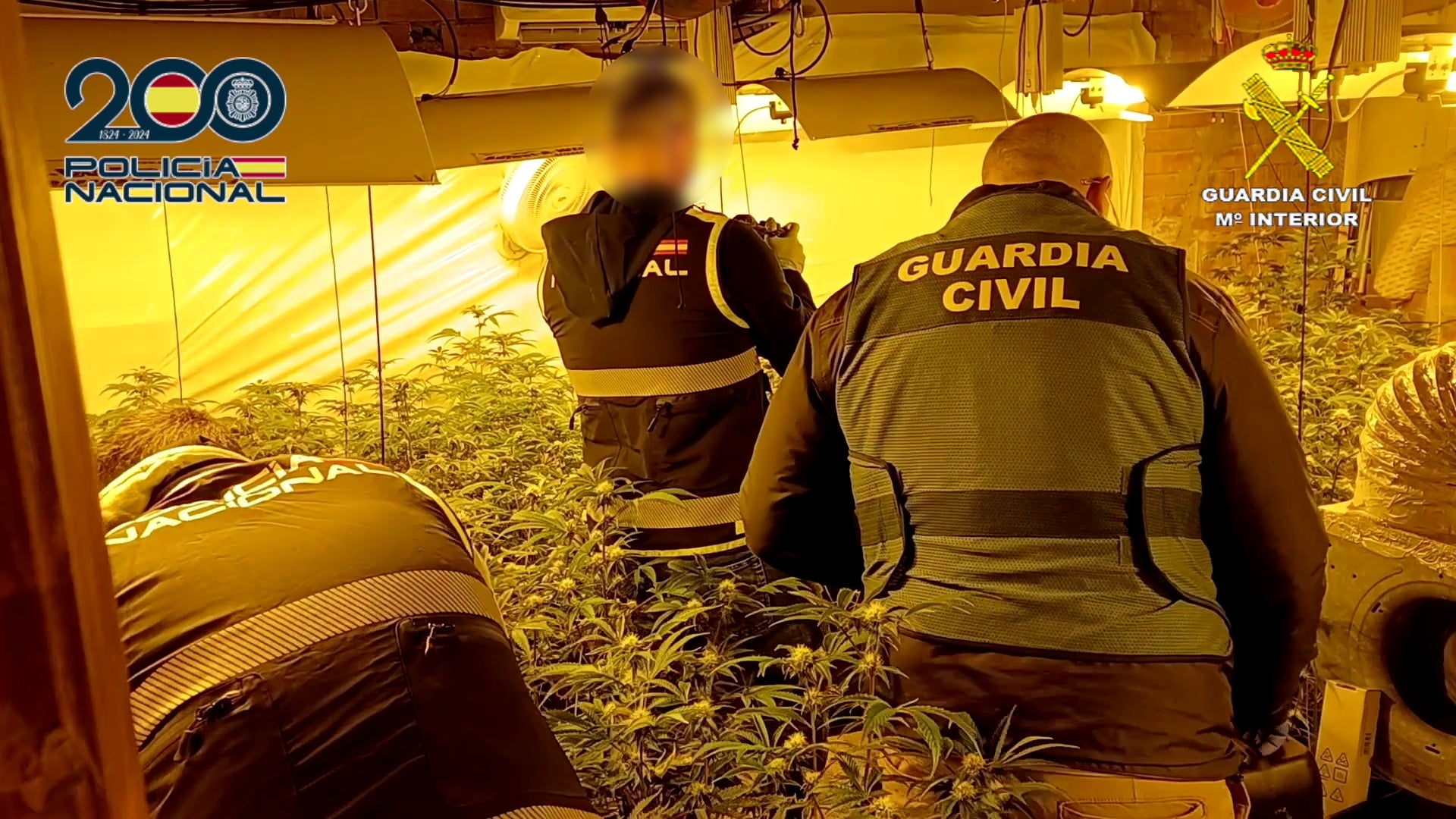 La Guardia Civil y la Policía Nacional desmantelan tres plantaciones de marihuana en Alcoi, Cocentaina y L´Alquería d´Asnar La Guardia Civil y la Policía Nacional desmantelan tres plantaciones de marihuana en Alcoi, Cocentaina y L´Alquería d´Asnar