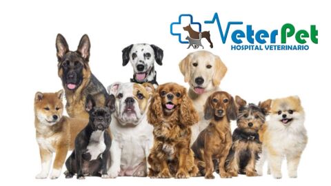 VETERPET VETERPET