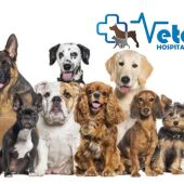 VETERPET