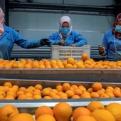 Planta procesadora de cítricos en Egipto Planta procesadora de cítricos en Egipto